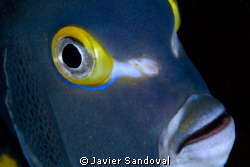 French angel fish face during night dive by Javier Sandoval 